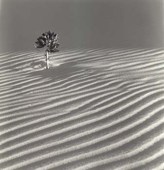 Desert Bush