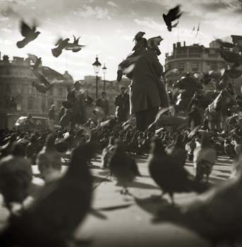 Trafalgar pigeons